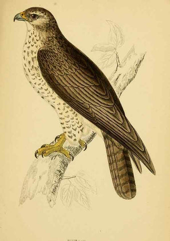 Reproducción/Reproduction 49676347556: A history of British birds.. London,Groombridge and Sons,[1862?-1867?]. 
