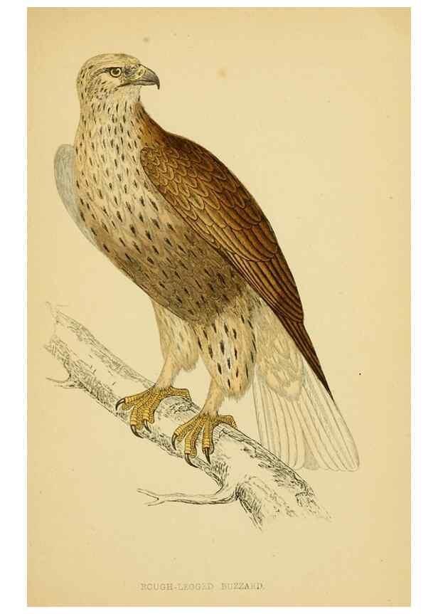 Reproducción/Reproduction 49675814978: A history of British birds.. London,Groombridge and Sons,[1862?-1867?]. 