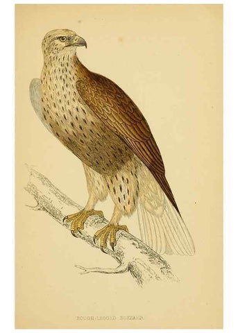 Reproducción/Reproduction 49675814978: A history of British birds.. London,Groombridge and Sons,[1862?-1867?]. 