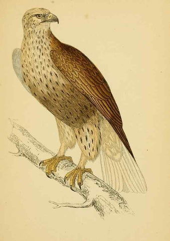 Reproducción/Reproduction 49675814978: A history of British birds.. London,Groombridge and Sons,[1862?-1867?]. 