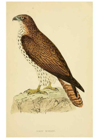 Reproducción/Reproduction 49676348151: A history of British birds.. London,Groombridge and Sons,[1862?-1867?]. 