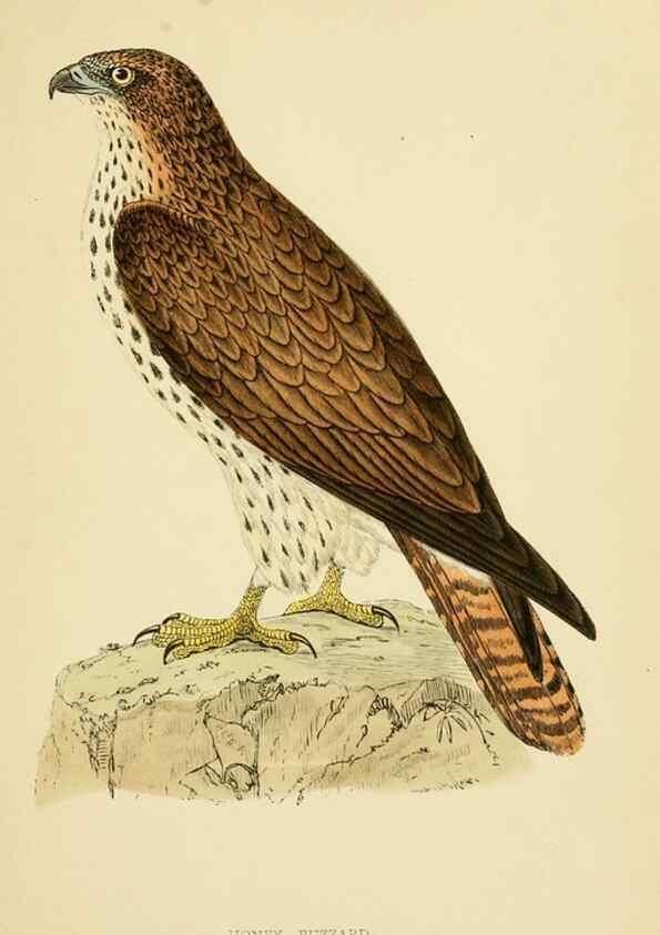 Reproducción/Reproduction 49676348151: A history of British birds.. London,Groombridge and Sons,[1862?-1867?]. 