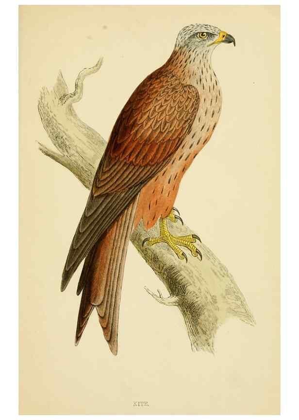 Reproducción/Reproduction 49676348496: A history of British birds.. London,Groombridge and Sons,[1862?-1867?]. 