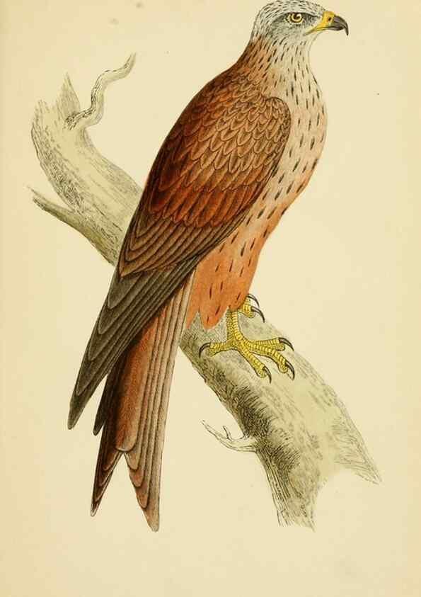 Reproducción/Reproduction 49676348496: A history of British birds.. London,Groombridge and Sons,[1862?-1867?]. 