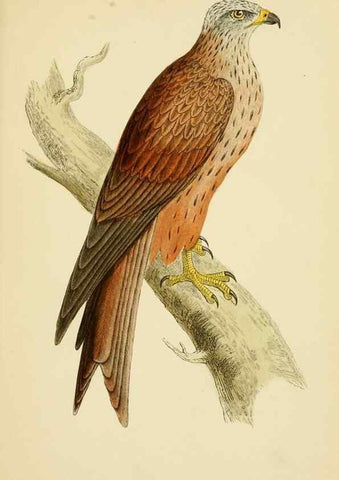 Reproducción/Reproduction 49676348496: A history of British birds.. London,Groombridge and Sons,[1862?-1867?]. 