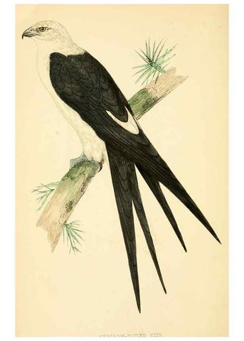 Reproducción/Reproduction 49676633927: A history of British birds.. London,Groombridge and Sons,[1862?-1867?]. 