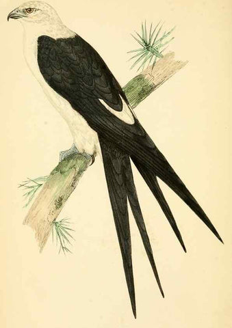 Reproducción/Reproduction 49676633927: A history of British birds.. London,Groombridge and Sons,[1862?-1867?]. 