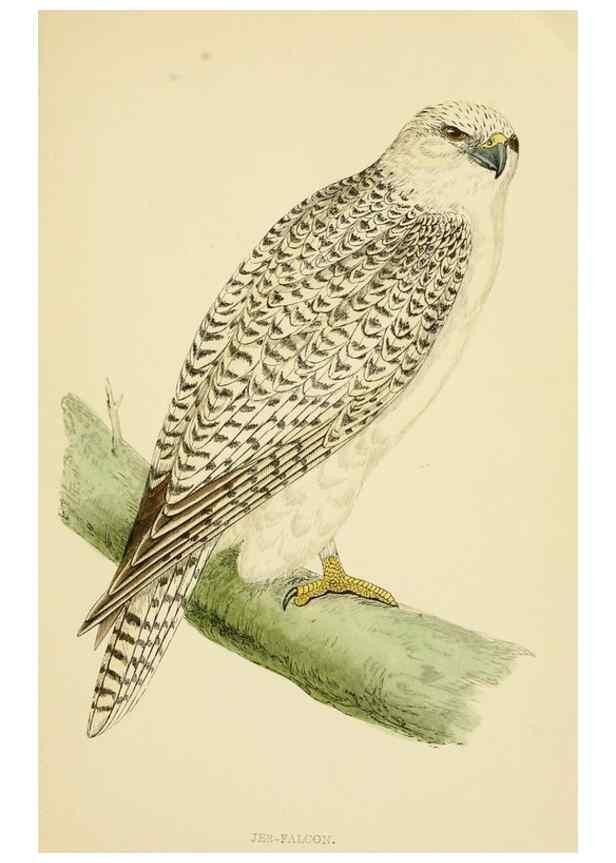 Reproducción/Reproduction 49676349081: A history of British birds.. London,Groombridge and Sons,[1862?-1867?]. 