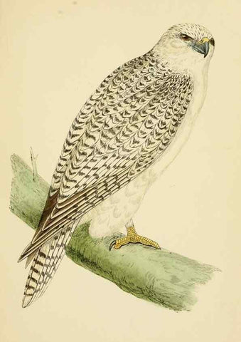 Reproducción/Reproduction 49676349081: A history of British birds.. London,Groombridge and Sons,[1862?-1867?]. 