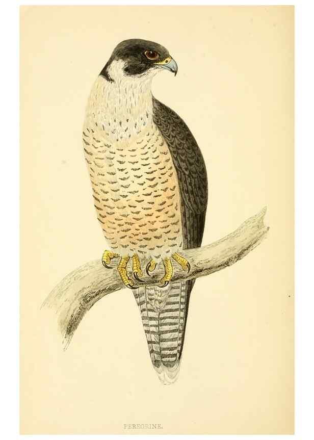Reproducción/Reproduction 49676634527: A history of British birds.. London,Groombridge and Sons,[1862?-1867?]. 