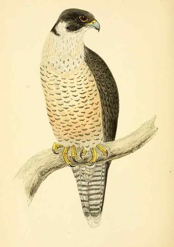 Reproducción/Reproduction 49676634527: A history of British birds.. London,Groombridge and Sons,[1862?-1867?]. 