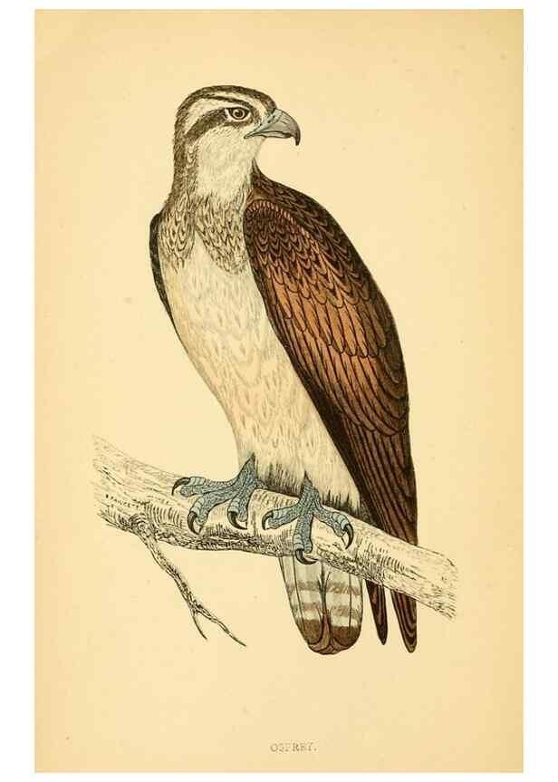Reproducción/Reproduction 49676347261: A history of British birds.. London,Groombridge and Sons,[1862?-1867?]. 