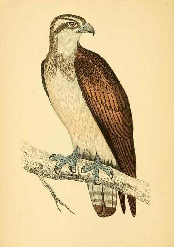 Reproducción/Reproduction 49676347261: A history of British birds.. London,Groombridge and Sons,[1862?-1867?]. 