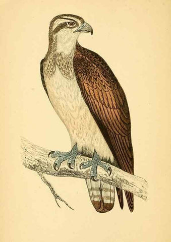 Reproducción/Reproduction 49676347261: A history of British birds.. London,Groombridge and Sons,[1862?-1867?]. 