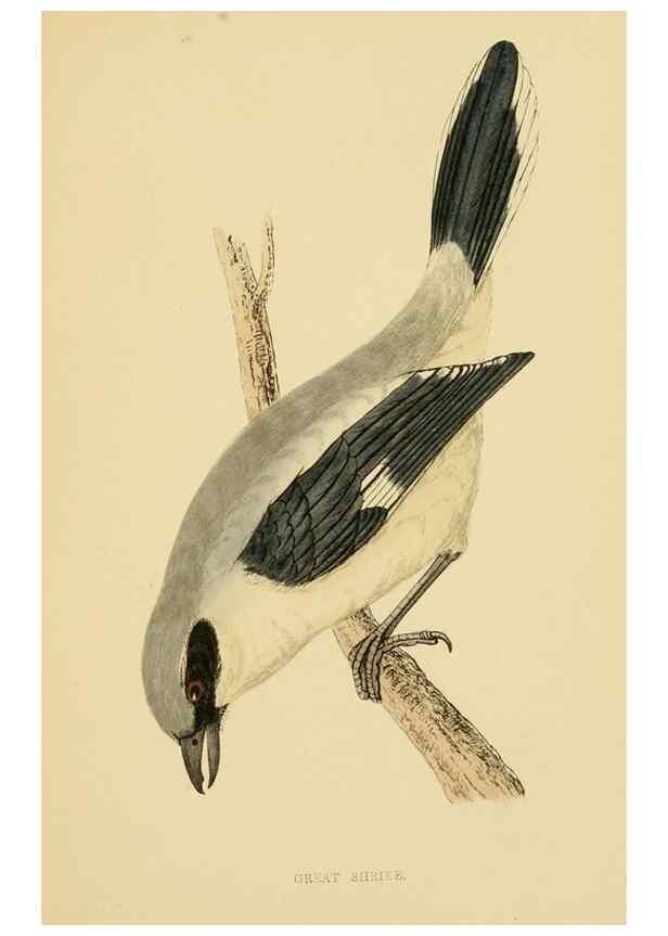 Reproducción/Reproduction 49676355856: A history of British birds.. London,Groombridge and Sons,[1862?-1867?]. 