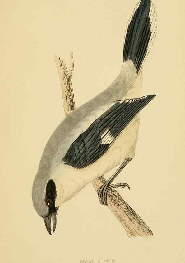 Reproducción/Reproduction 49676355856: A history of British birds.. London,Groombridge and Sons,[1862?-1867?]. 