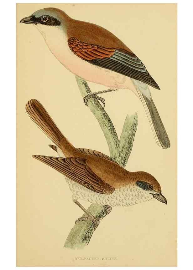 Reproducción/Reproduction 49676641067: A history of British birds.. London,Groombridge and Sons,[1862?-1867?]. 