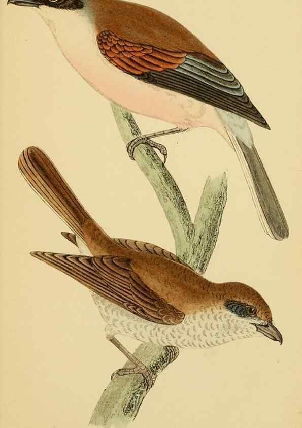 Reproducción/Reproduction 49676641067: A history of British birds.. London,Groombridge and Sons,[1862?-1867?]. 