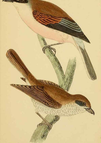 Reproducción/Reproduction 49676641067: A history of British birds.. London,Groombridge and Sons,[1862?-1867?]. 