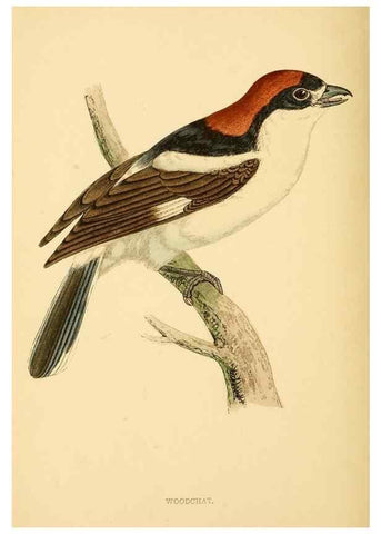 Reproducción/Reproduction 49676356396: A history of British birds.. London,Groombridge and Sons,[1862?-1867?]. 