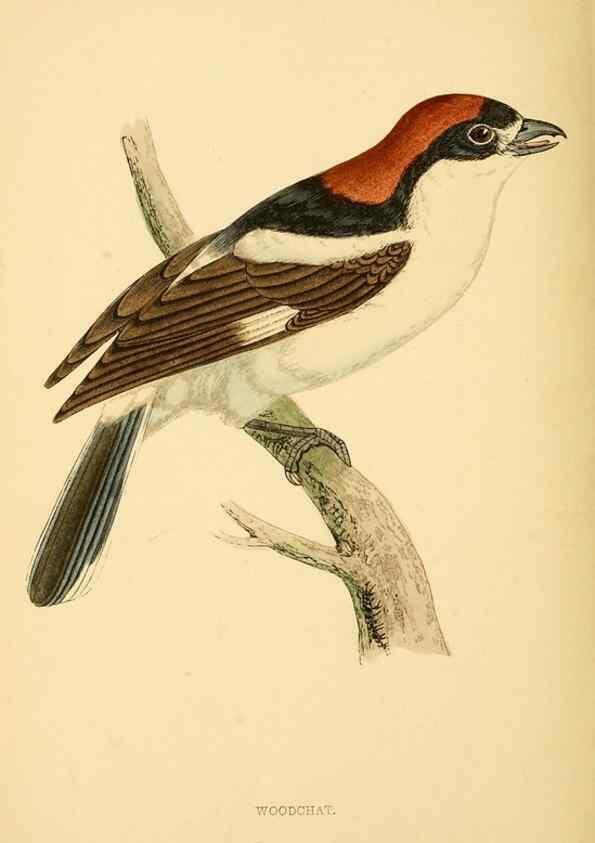 Reproducción/Reproduction 49676356396: A history of British birds.. London,Groombridge and Sons,[1862?-1867?]. 