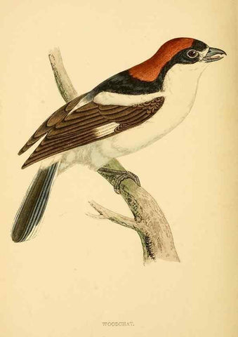 Reproducción/Reproduction 49676356396: A history of British birds.. London,Groombridge and Sons,[1862?-1867?]. 