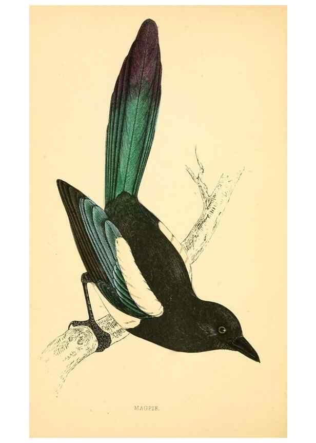 Reproducción/Reproduction 49676393276: A history of British birds.. London,Groombridge and Sons,[1862?-1867?]. 