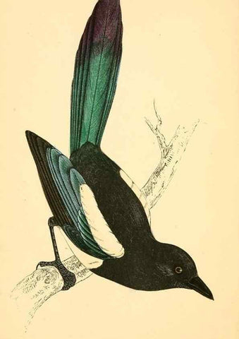 Reproducción/Reproduction 49676393276: A history of British birds.. London,Groombridge and Sons,[1862?-1867?]. 
