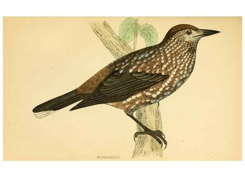 Reproducción/Reproduction 49676393516: A history of British birds.. London,Groombridge and Sons,[1862?-1867?]. 
