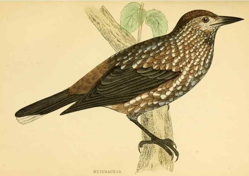 Reproducción/Reproduction 49676393516: A history of British birds.. London,Groombridge and Sons,[1862?-1867?]. 