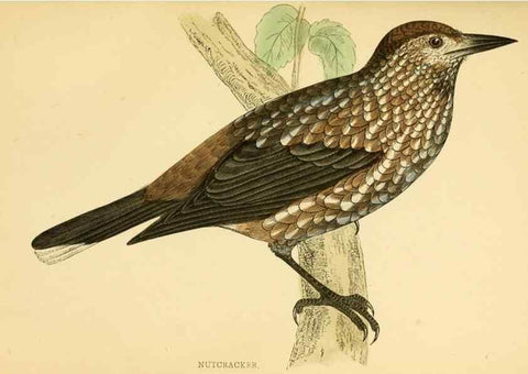 Reproducción/Reproduction 49676393516: A history of British birds.. London,Groombridge and Sons,[1862?-1867?]. 