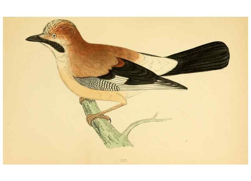 Reproducción/Reproduction 49676393836: A history of British birds.. London,Groombridge and Sons,[1862?-1867?]. 