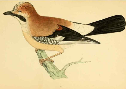 Reproducción/Reproduction 49676393836: A history of British birds.. London,Groombridge and Sons,[1862?-1867?]. 