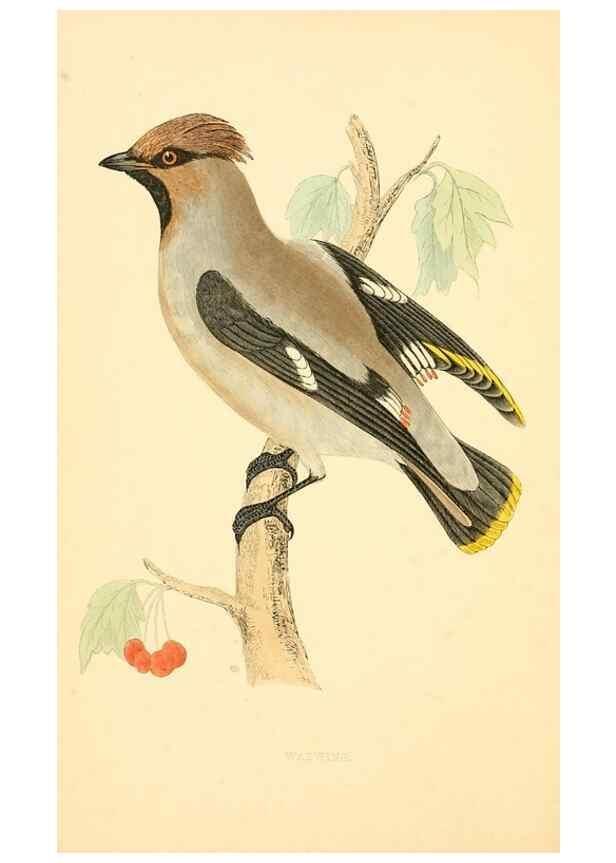 Reproducción/Reproduction 49676394036: A history of British birds.. London,Groombridge and Sons,[1862?-1867?]. 