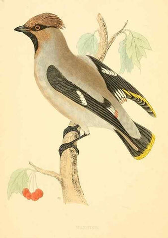 Reproducción/Reproduction 49676394036: A history of British birds.. London,Groombridge and Sons,[1862?-1867?]. 