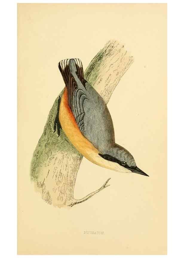 Reproducción/Reproduction 49675861938: A history of British birds.. London,Groombridge and Sons,[1862?-1867?]. 