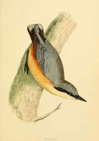 Reproducción/Reproduction 49675861938: A history of British birds.. London,Groombridge and Sons,[1862?-1867?]. 