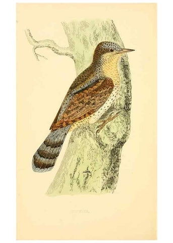 Reproducción/Reproduction 49676679327: A history of British birds.. London,Groombridge and Sons,[1862?-1867?]. 