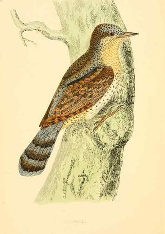 Reproducción/Reproduction 49676679327: A history of British birds.. London,Groombridge and Sons,[1862?-1867?]. 