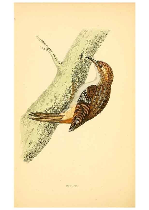 Reproducción/Reproduction 49676394771: A history of British birds.. London,Groombridge and Sons,[1862?-1867?]. 