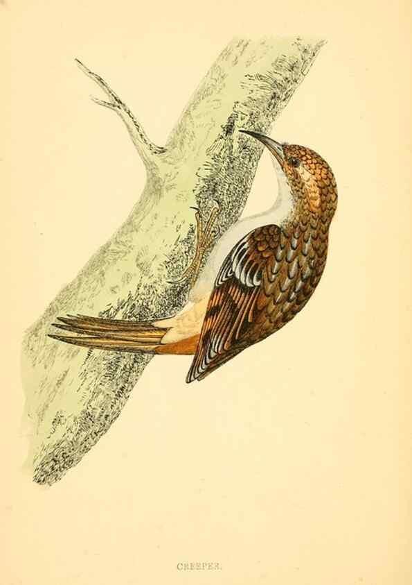 Reproducción/Reproduction 49676394771: A history of British birds.. London,Groombridge and Sons,[1862?-1867?]. 