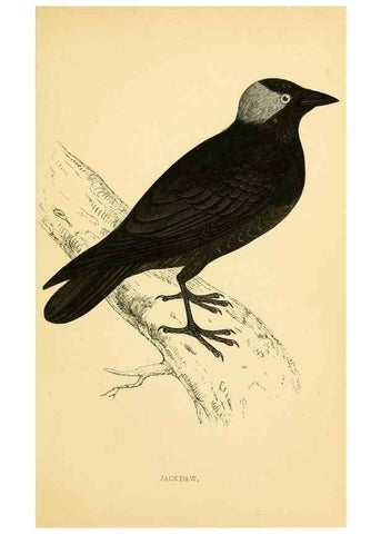 Reproducción/Reproduction 49676677777: A history of British birds.. London,Groombridge and Sons,[1862?-1867?]. 