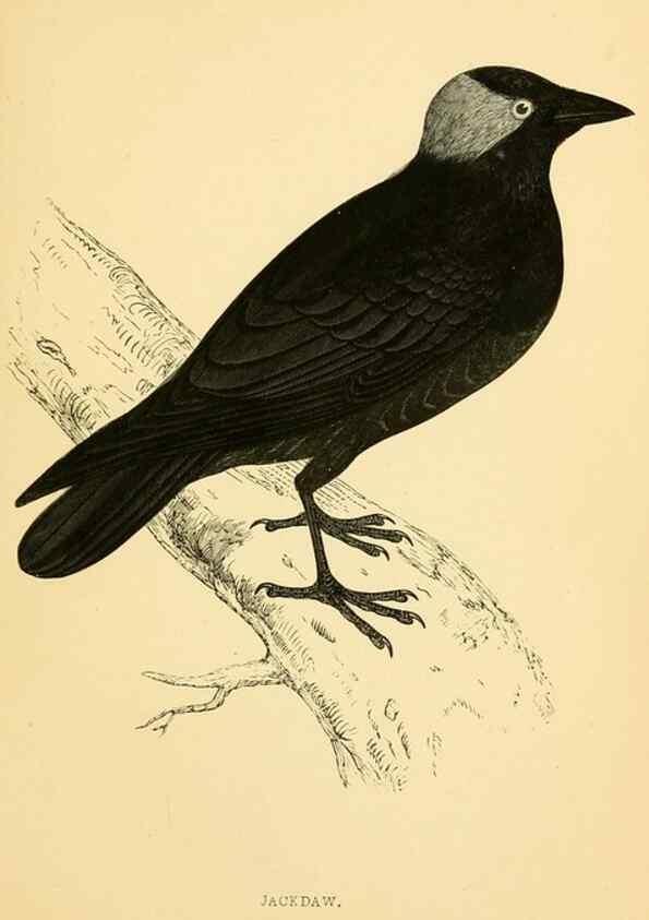 Reproducción/Reproduction 49676677777: A history of British birds.. London,Groombridge and Sons,[1862?-1867?]. 