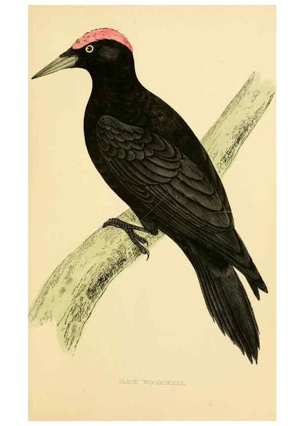 Reproducción/Reproduction 49676679892: A history of British birds.. London,Groombridge and Sons,[1862?-1867?]. 