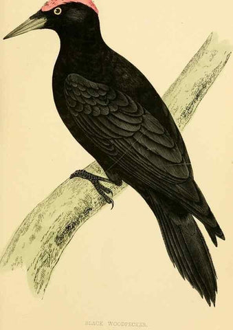 Reproducción/Reproduction 49676679892: A history of British birds.. London,Groombridge and Sons,[1862?-1867?]. 