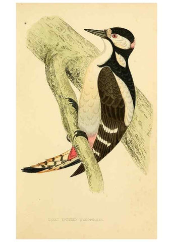 Reproducción/Reproduction 49675863203: A history of British birds.. London,Groombridge and Sons,[1862?-1867?]. 