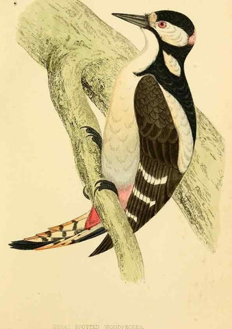 Reproducción/Reproduction 49675863203: A history of British birds.. London,Groombridge and Sons,[1862?-1867?]. 