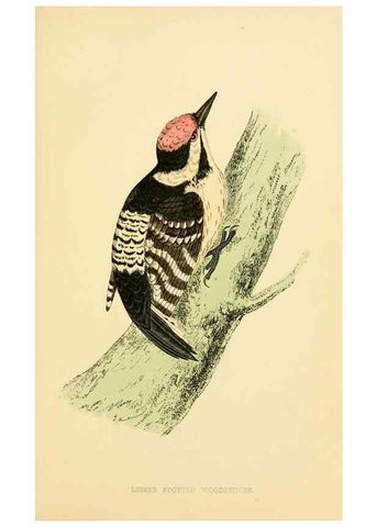 Reproducción/Reproduction 49675863463: A history of British birds.. London,Groombridge and Sons,[1862?-1867?]. 