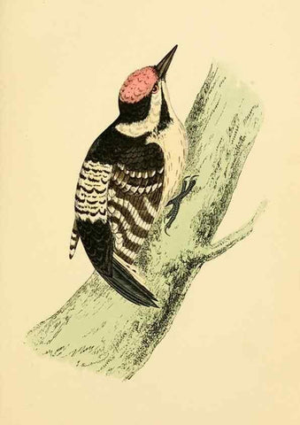 Reproducción/Reproduction 49675863463: A history of British birds.. London,Groombridge and Sons,[1862?-1867?]. 