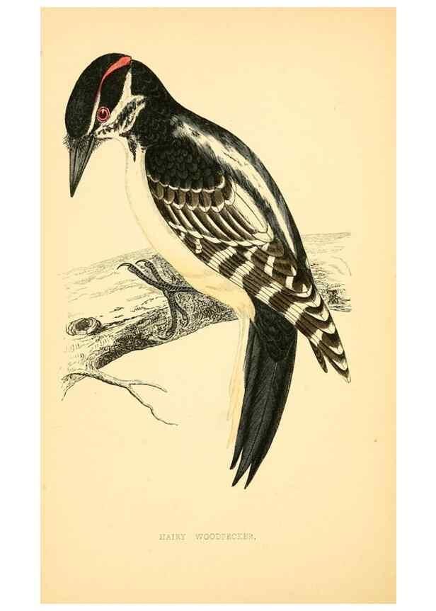 Reproducción/Reproduction 49676680902: A history of British birds.. London,Groombridge and Sons,[1862?-1867?]. 